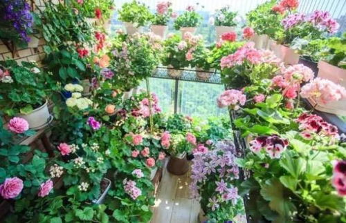 5種吉利花 美觀好養，臥室種植助睡眠